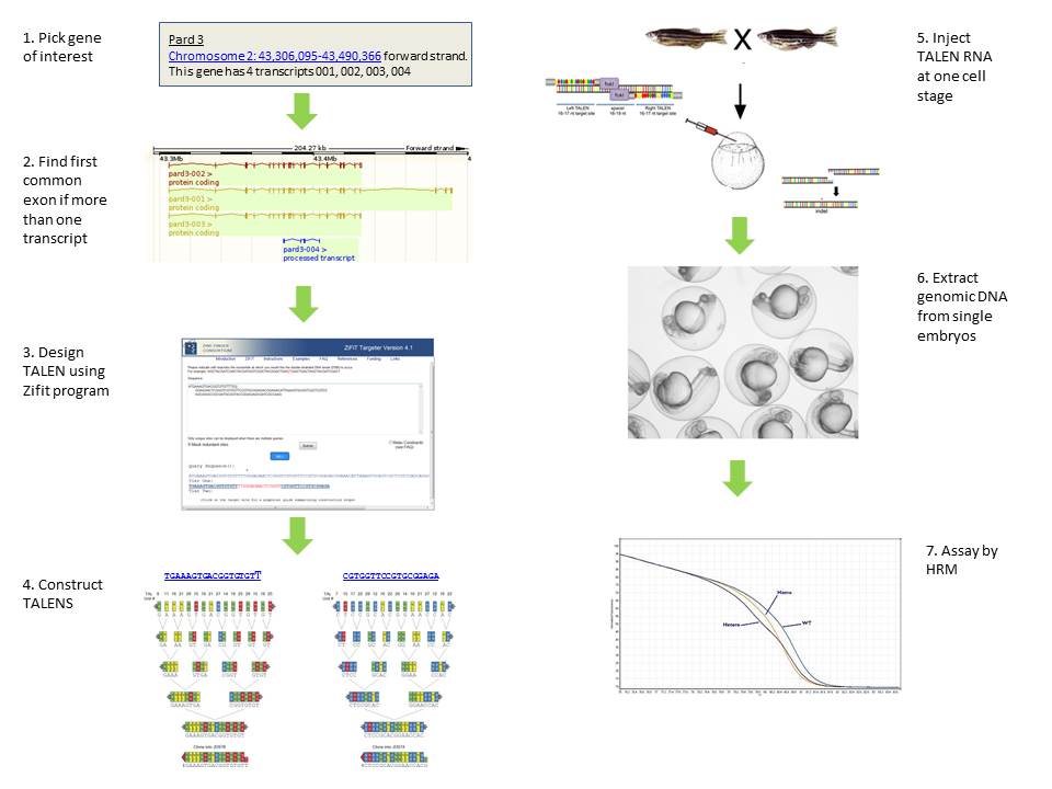 Diagram showing scheme to generate mutant zebrafish