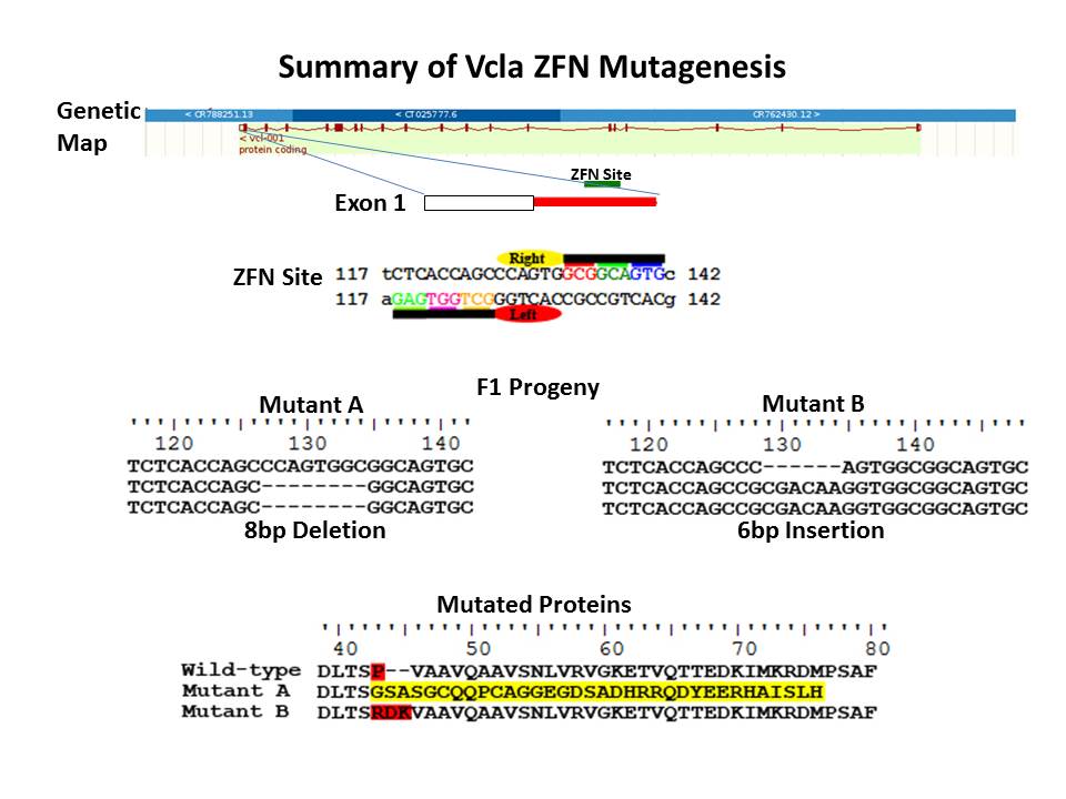 Diagram showing Vcla ZFN mutagenesis